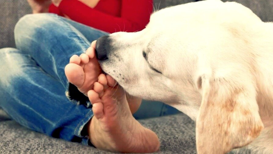 Почему собака лижет ноги хозяину – обзор причин | Блог ветклиники 