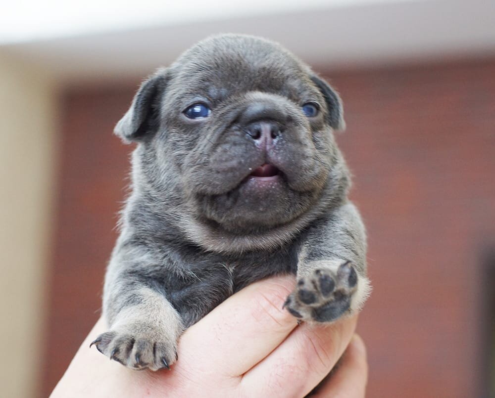 Французский бульдог из питомника Бульдогвилл.