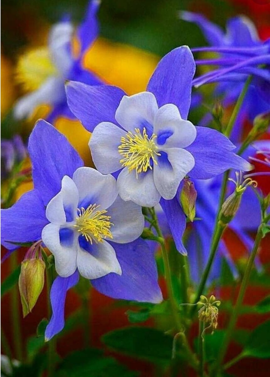 Фото из интернета