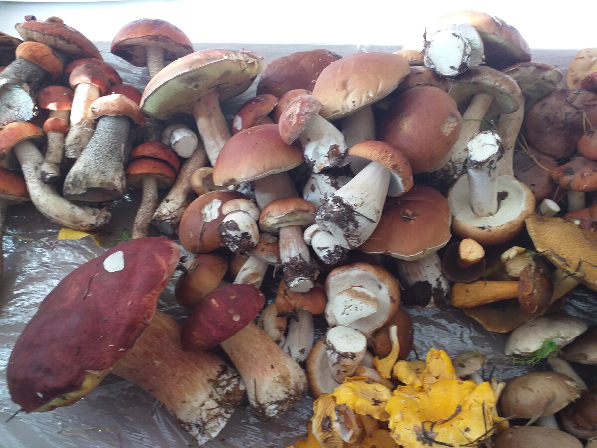 Вечный огонь в цветах. Цветы у вечного огня. Военные обработанные фото. Куч мая. День победы возложение цветов.