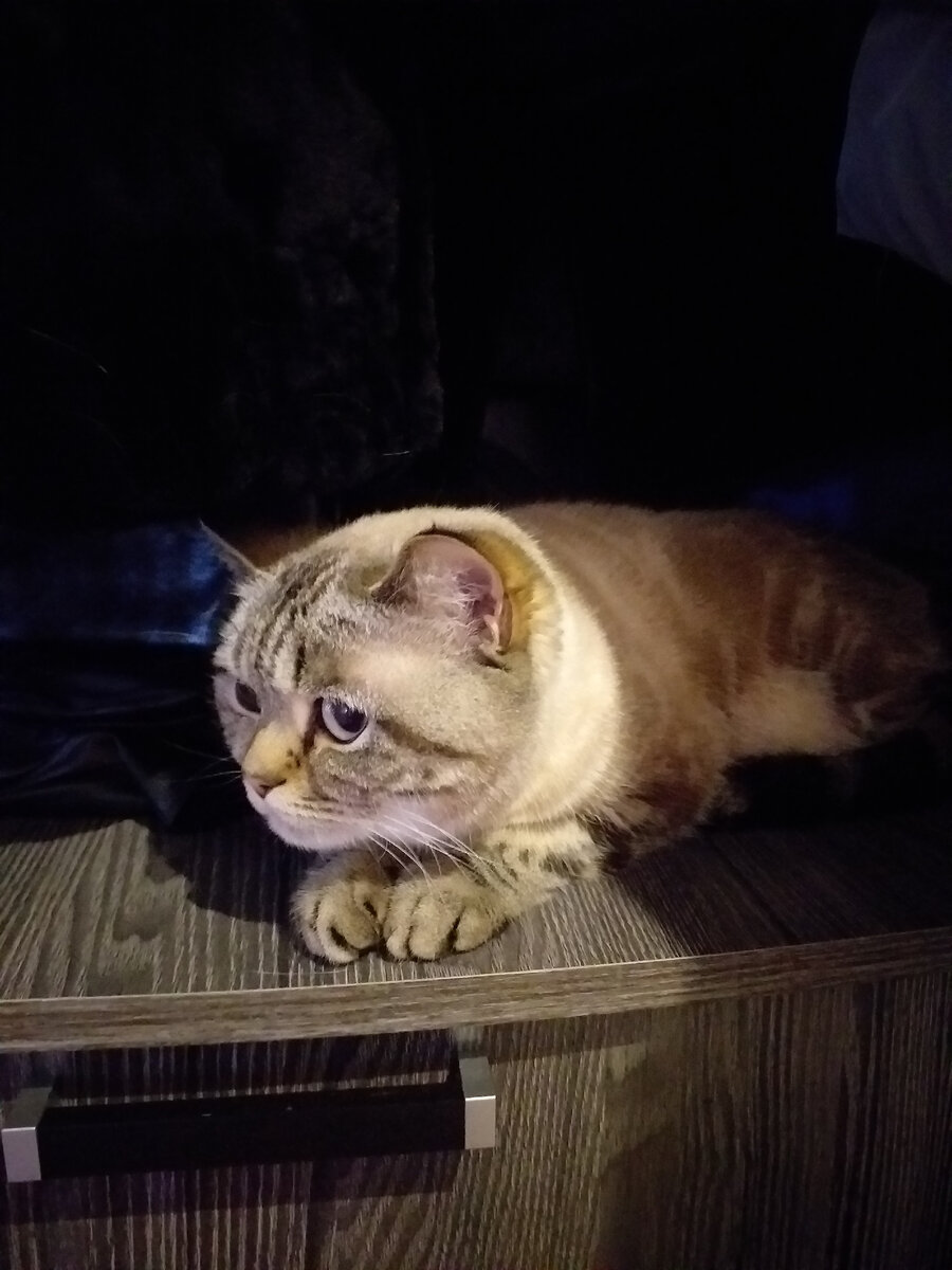 фото автора. Вечером вылезла и уселась на тумбу, пока я лежал в спальне. Жена с ней рядом сидела, а она всё переживает и прислушивается к моим звукам. (когда я вышел из комнаты она сразу же умыкнула в ванну).