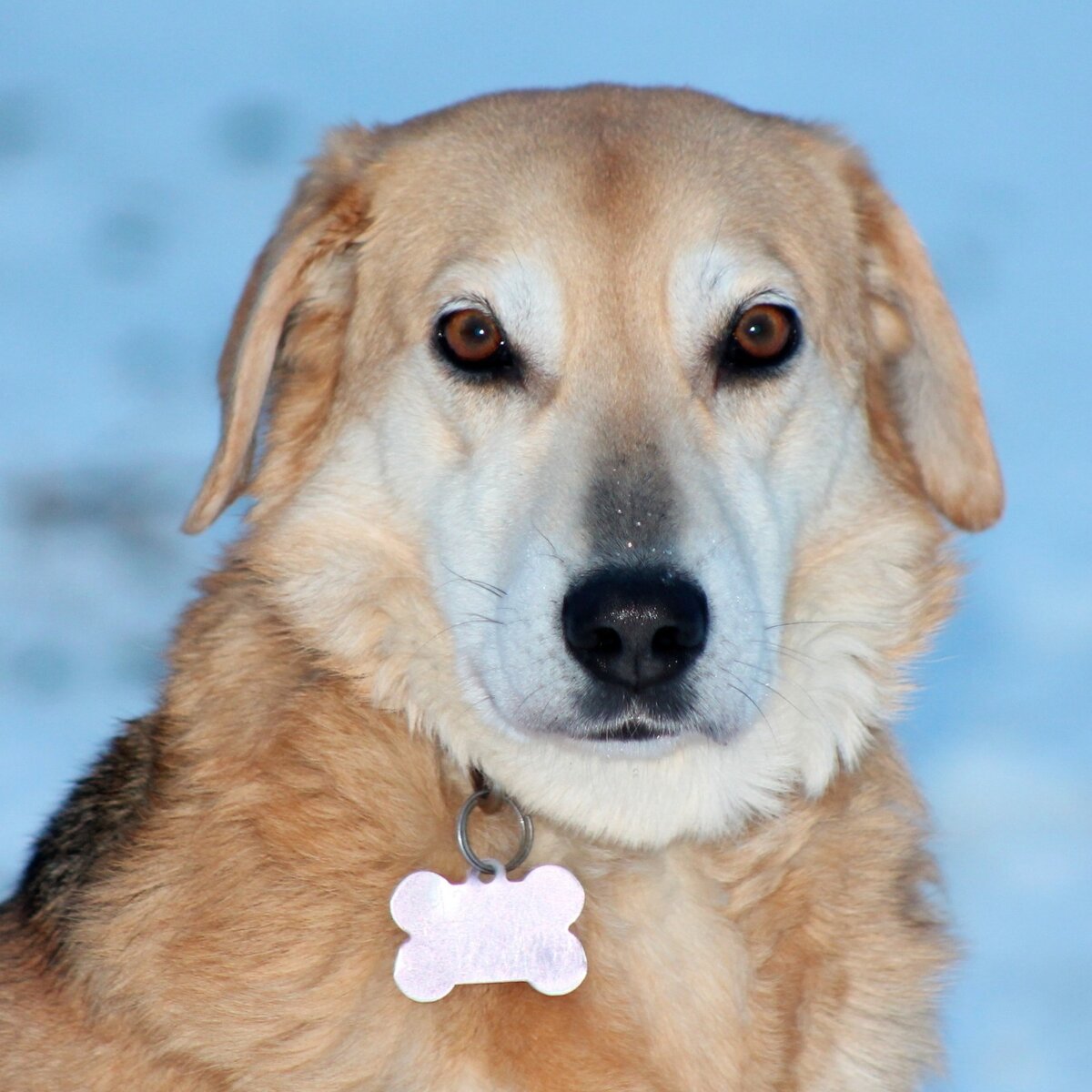 Собака голова змея. Собакоголовый питон пасть. Собака голова змея. Собакоголовый удав. Змея голова.