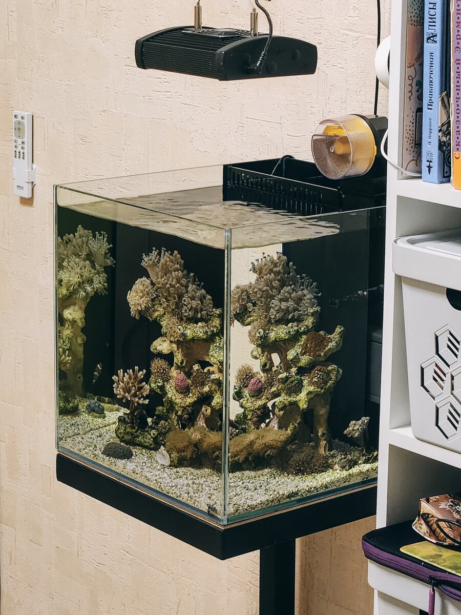 Морской аквариум при комнатном освещении