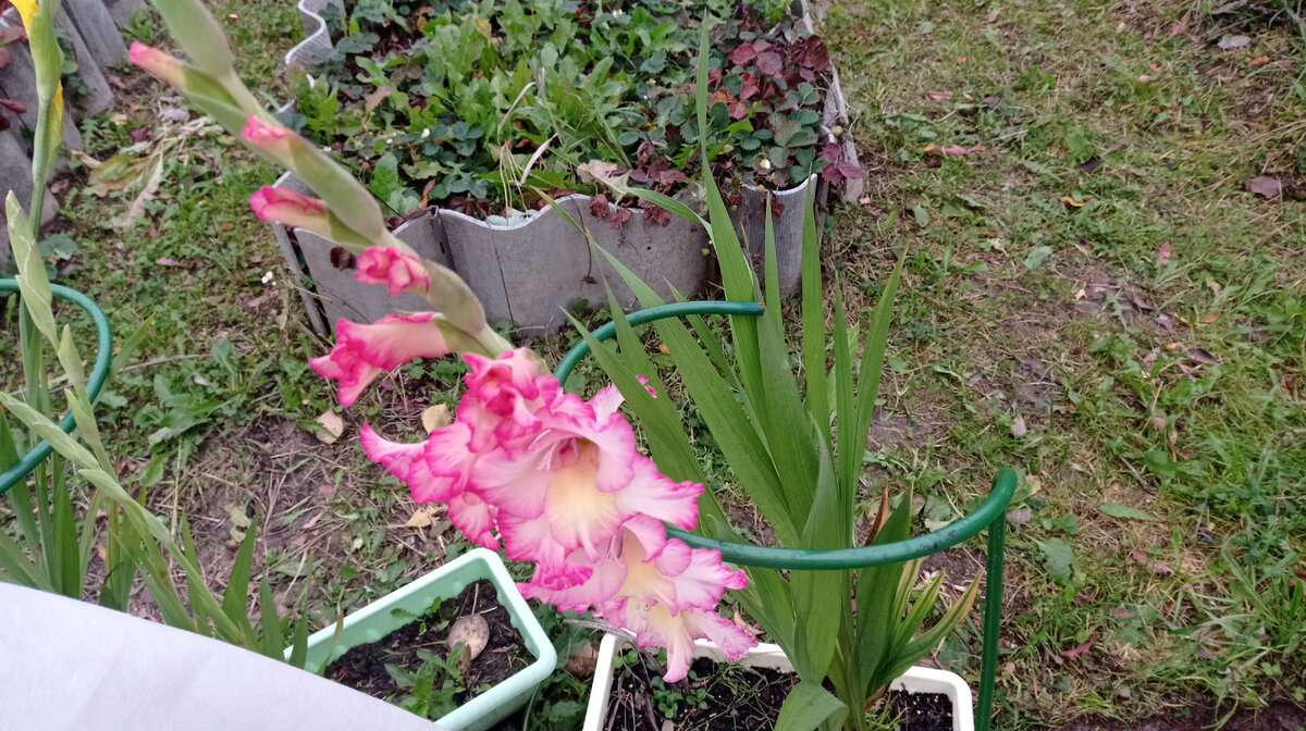 посевной лунный календарь на февраль 2024г. посевной лунный календарь на февраль 2024г. календарь посадки растений. посевной лунный календарь на февраль 2024г. лунный посевной календарь.