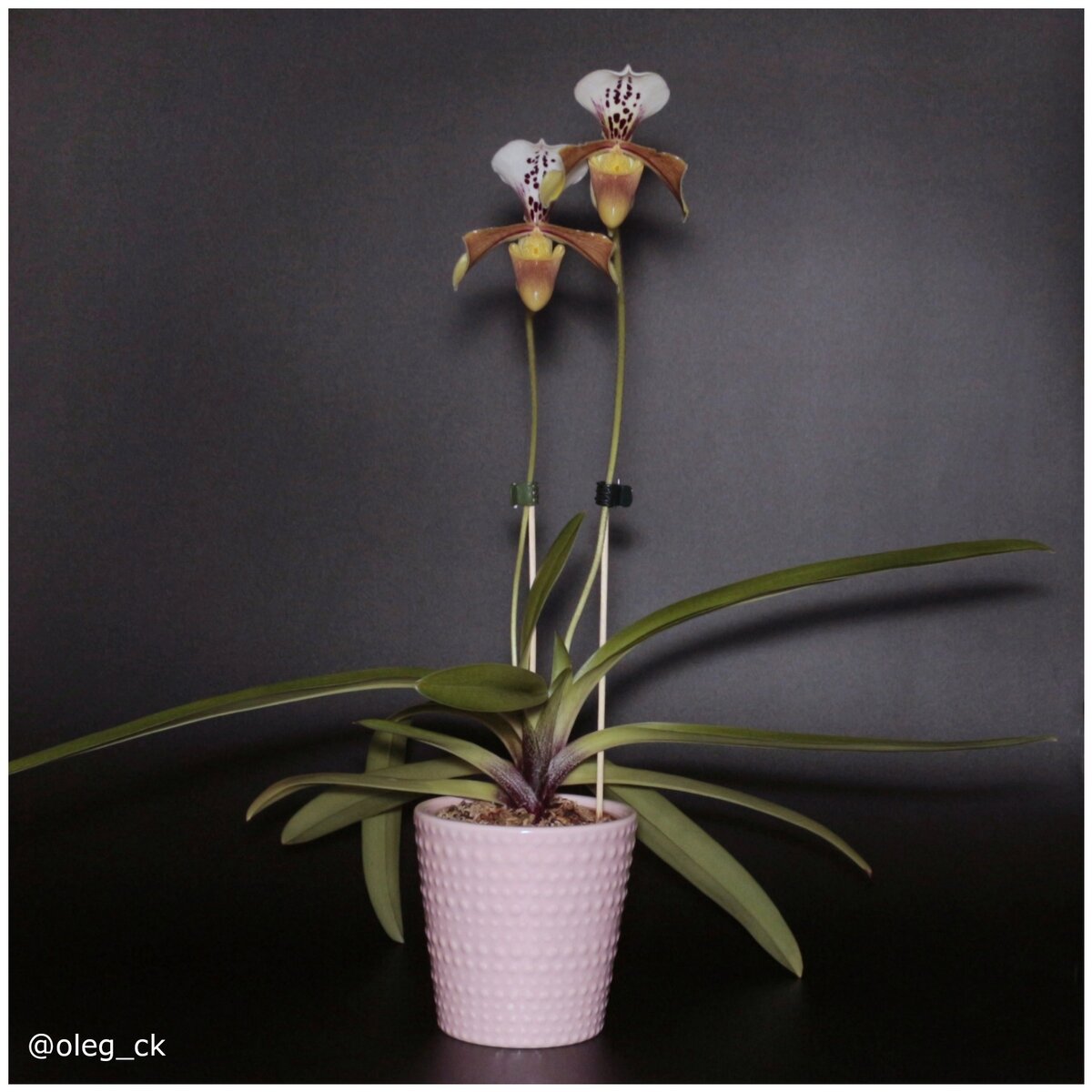 Paphiopedilum gratrixianum из личной коллекции