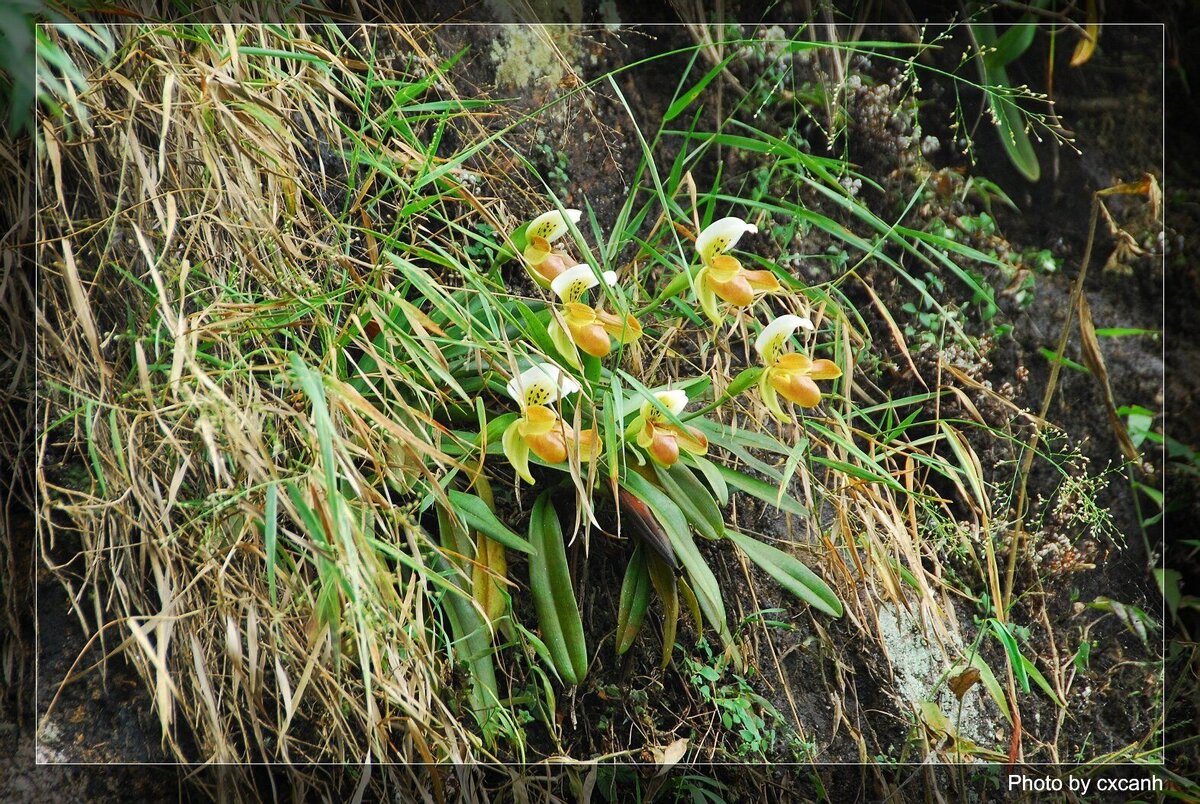 Фото 1 - Paphiopedilum gratrixianum в дикой природе. Фото © Chu Xuan Canh