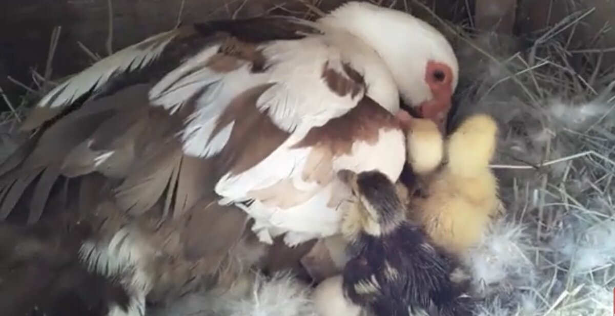 Первые утята в этом сезоне