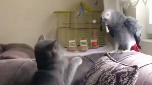 Кот и попугай смешное видео. Прикол с котом и попугаем. Кот с попугаем. Видеоролики про животных. Попугайчик спит коте.