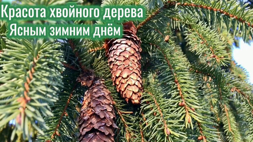 Хвойные деревья зимой. Красота живой природы