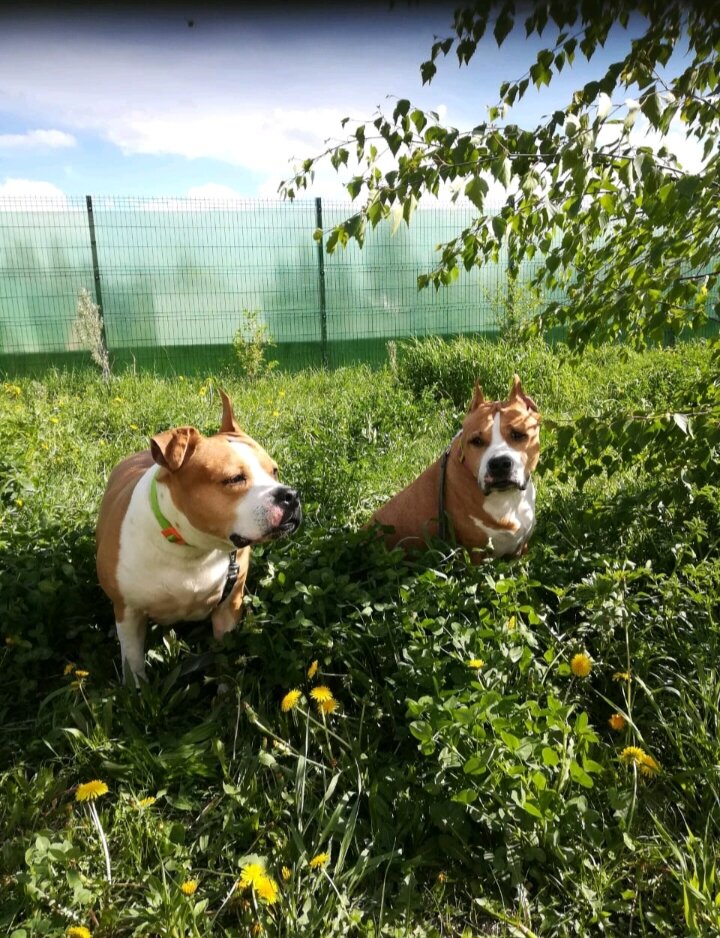 Терри "альфа самка" и полное противоположность - Яся 