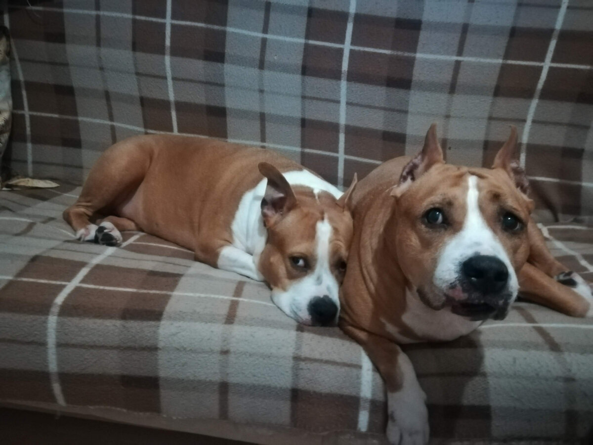 Терри "альфа самка" и полное противоположность - Яся 