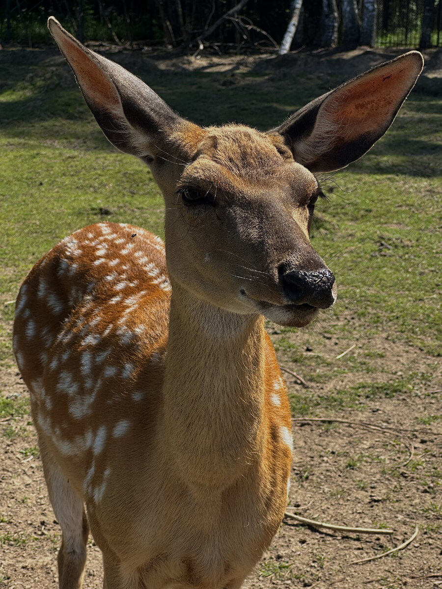 лазовский заповедник уссурийский пятнистый олень. лазовский заповедник пятнистый олень. пятнистые олени заповедника кедровая падь. уссурийский пятнистый олень cervus nippon hortulorum. дальневосточный пятнистый олень.