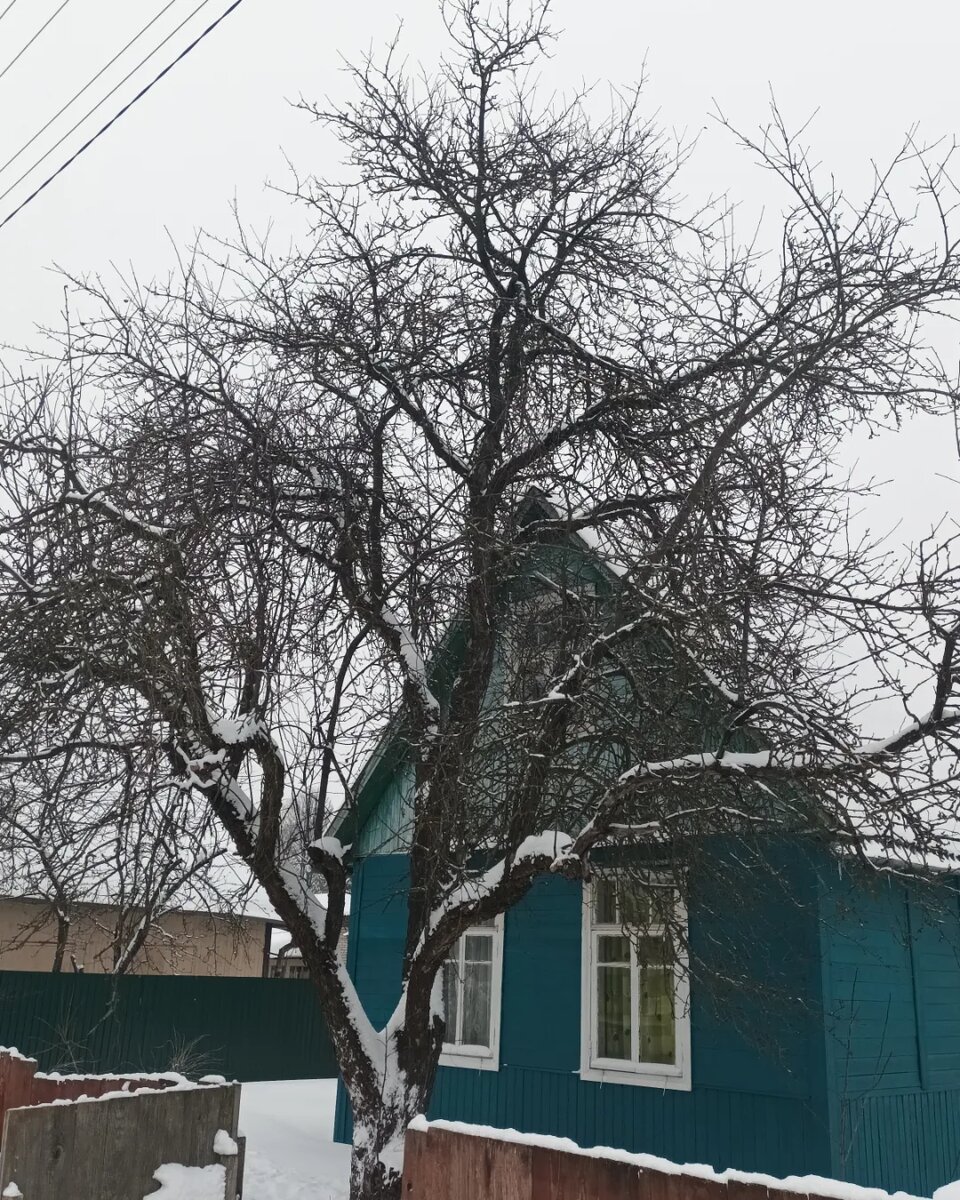40 деревьев. 40 деревьев