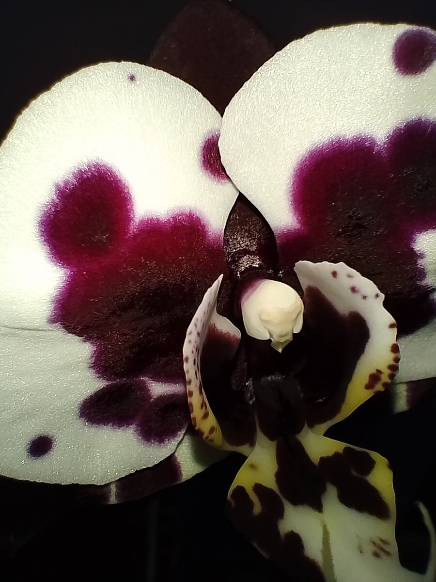 Фаленопсис Gan Lin Pearl