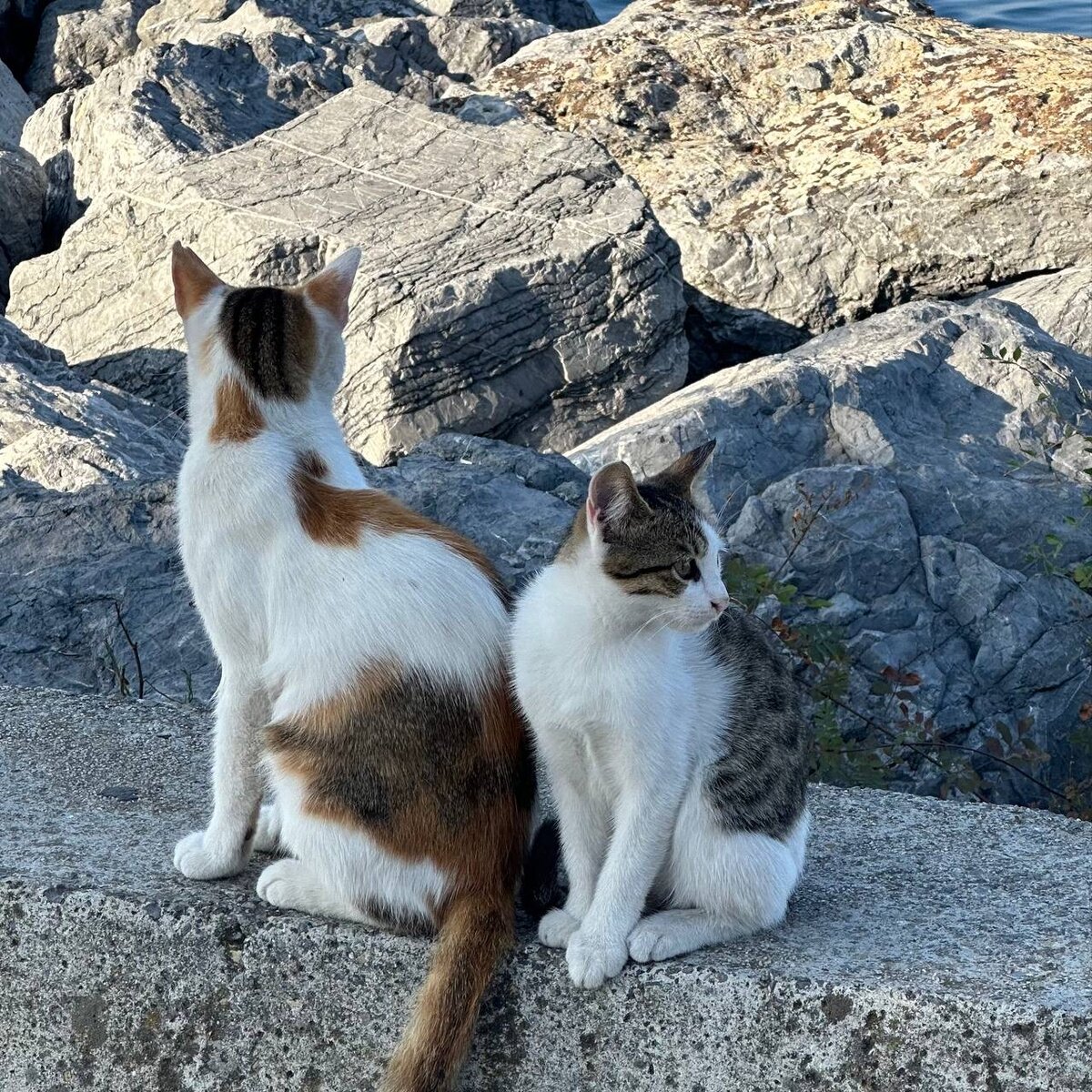 Сирийская кошка