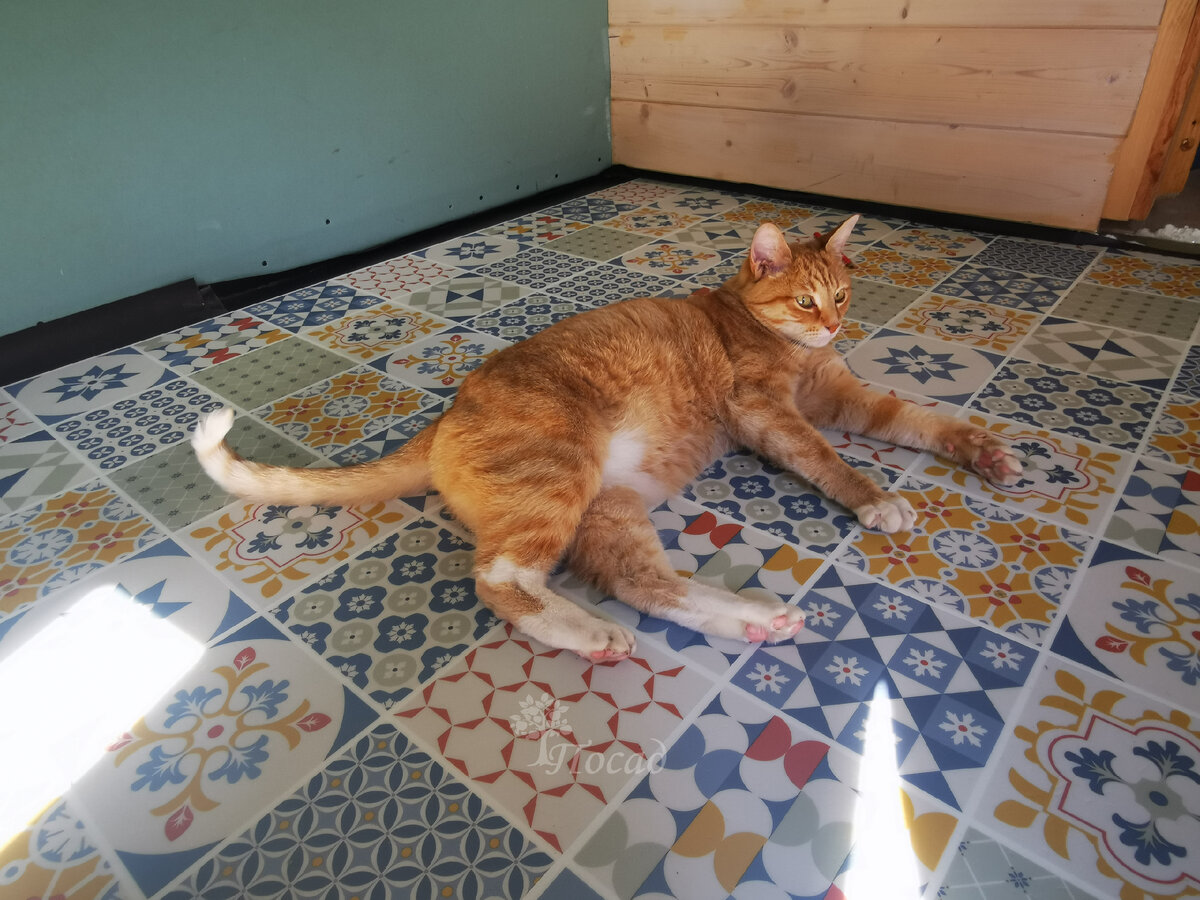 Марс одобрил новое покрытие, несмотря на лёгкий "химический" аромат. Пол сразу после укладки.