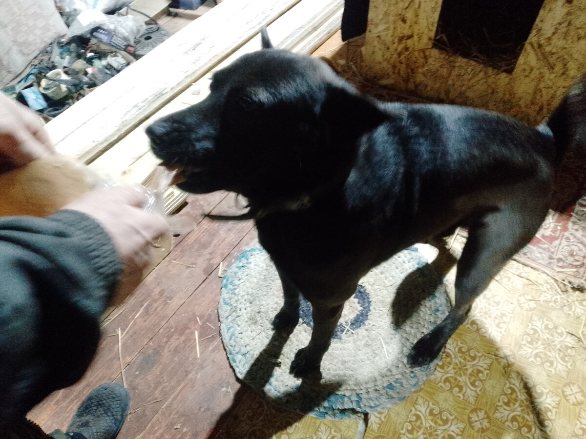 весенняя ночь в деревне. весело живем в деревне дзен канал. а та середь дубравы собирает травы. фотографии травосбор. бабс-лапс в деревне.