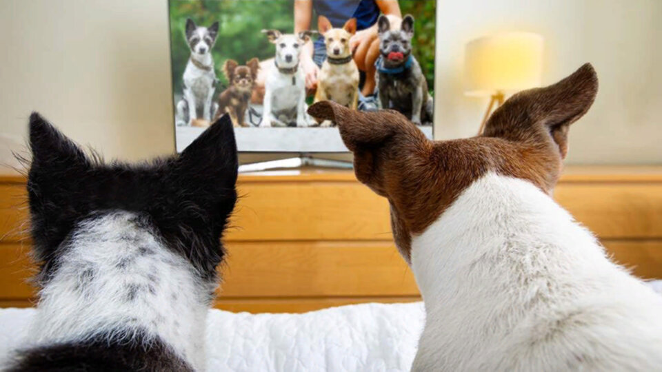 Исследования вкусов четвероногих телезрителей не имеют ничего общего с шалостями или маркетингом. Все вполне серьезно: речь о здоровье. Фото damedeeso/iStock