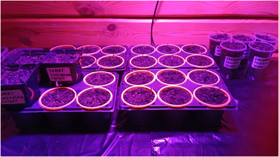 комнатные цветы в горшках. посадка цветов. во сне сажать в горшках. посадка цветов фотосессия. посадка растений в кашпо.