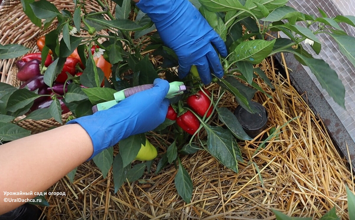 Подготовка почвы в теплице