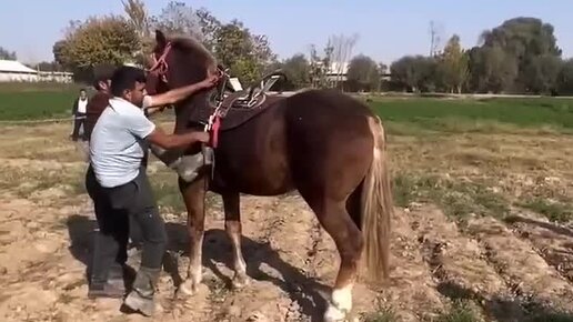 Мудрая лошадь. Эмоции лошади. Самая умная лошадь в мире. Умная лошадка картинка. Невзоров ипполог.