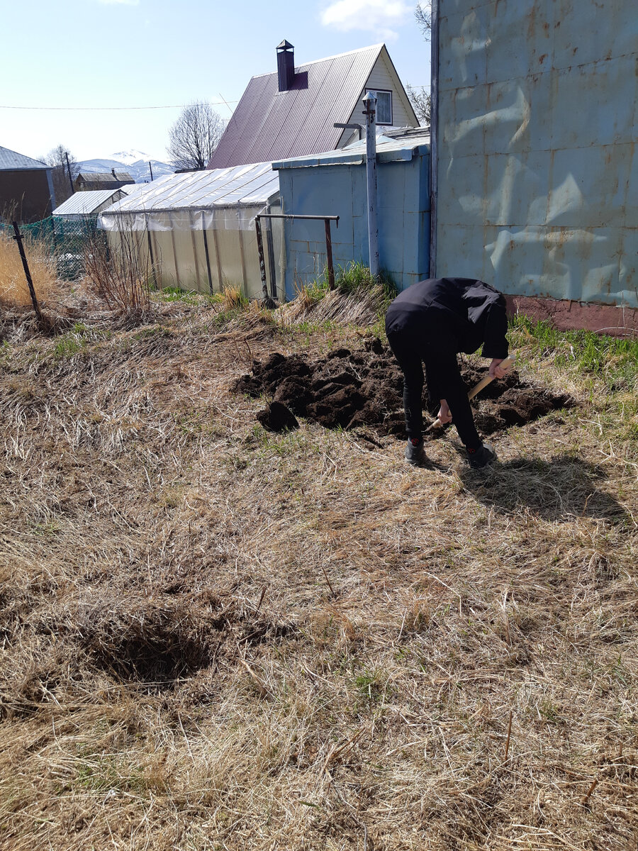 Старший копает (но потом заказали трактор) 