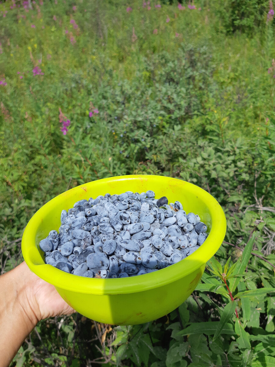 Жимолость собирали на природе