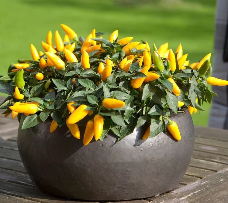 Перец декоративный Голдфингер - имеет все оттенки желтого. Прекрасно смотрится в кашпо цвета бетона.