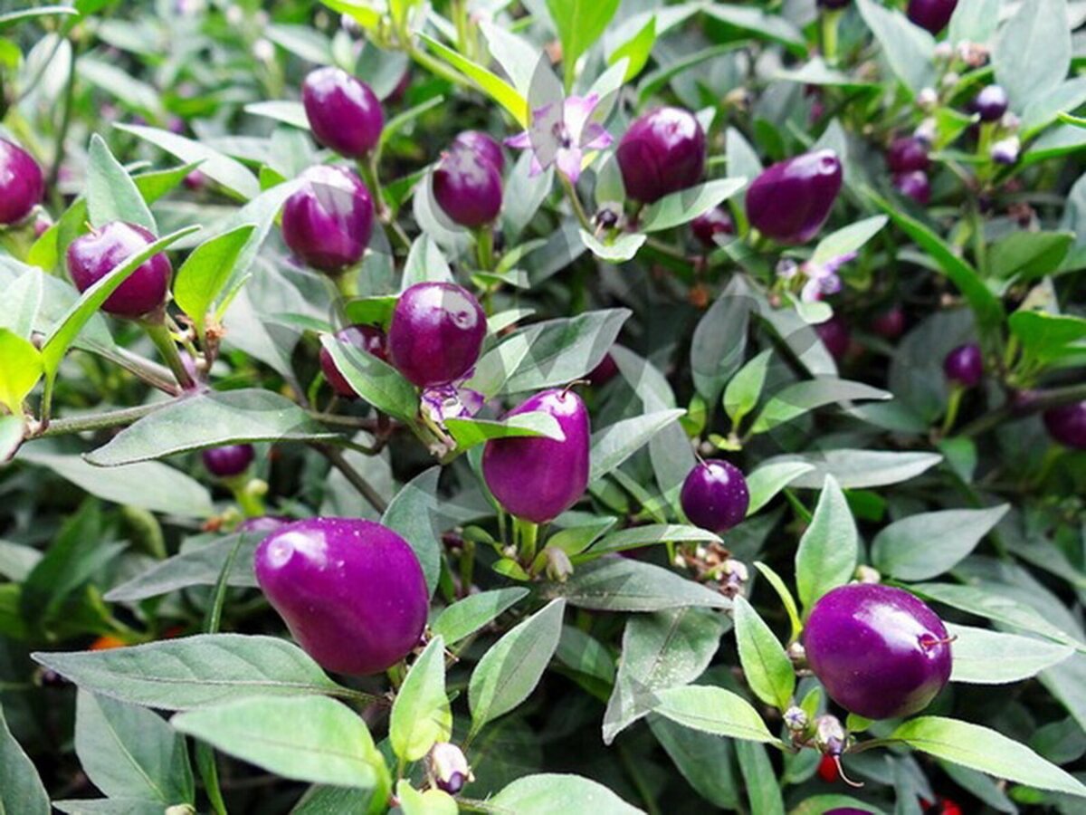 Филиус блю— небольшой кустик с маленькими фиолетовыми острыми перчиками.  деально подходит для больших контейнеров - с красивыми фиолетовыми и белыми цветами