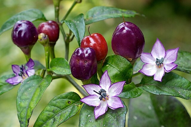 Филиус блю— небольшой кустик с маленькими фиолетовыми острыми перчиками.  деально подходит для больших контейнеров - с красивыми фиолетовыми и белыми цветами.
