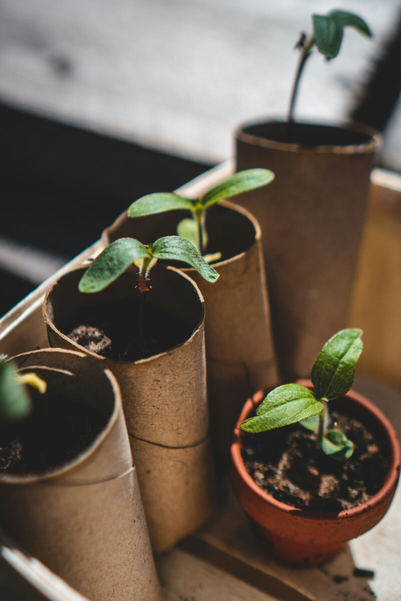 источник фото https://unsplash.com/s/photos/seeds
