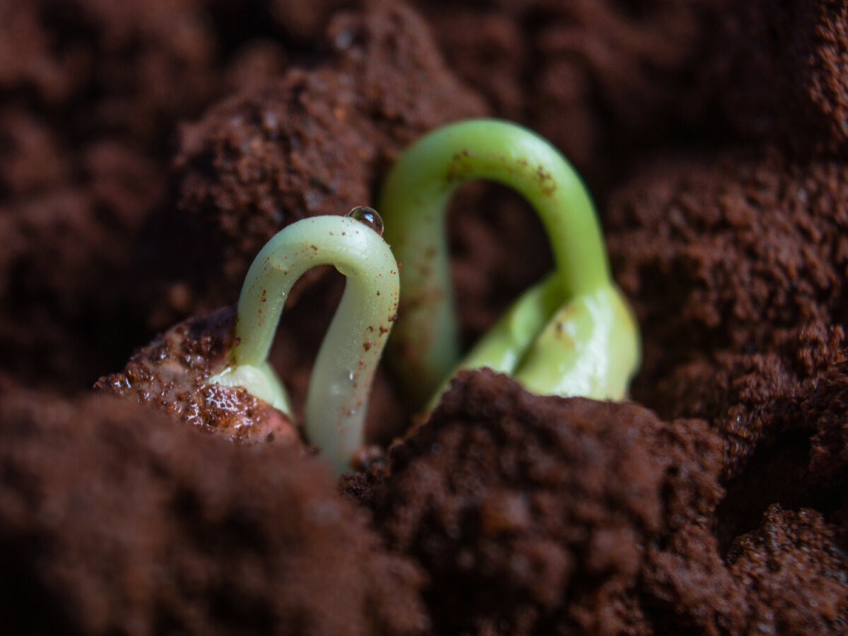 источник фото https://unsplash.com/s/photos/seeds