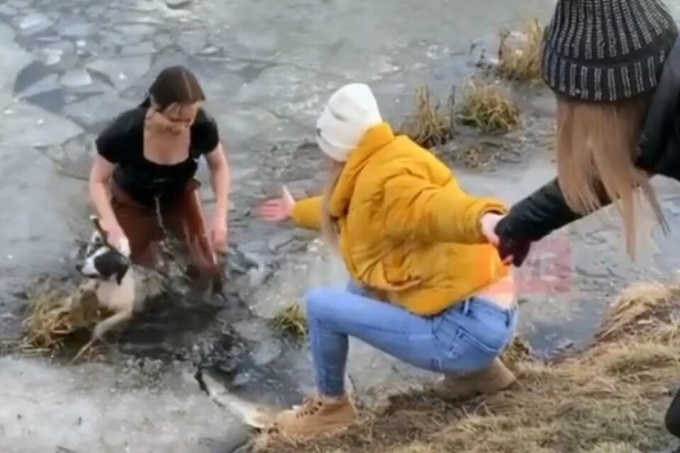 Спасение собаки из воды. Русский девушки спасает