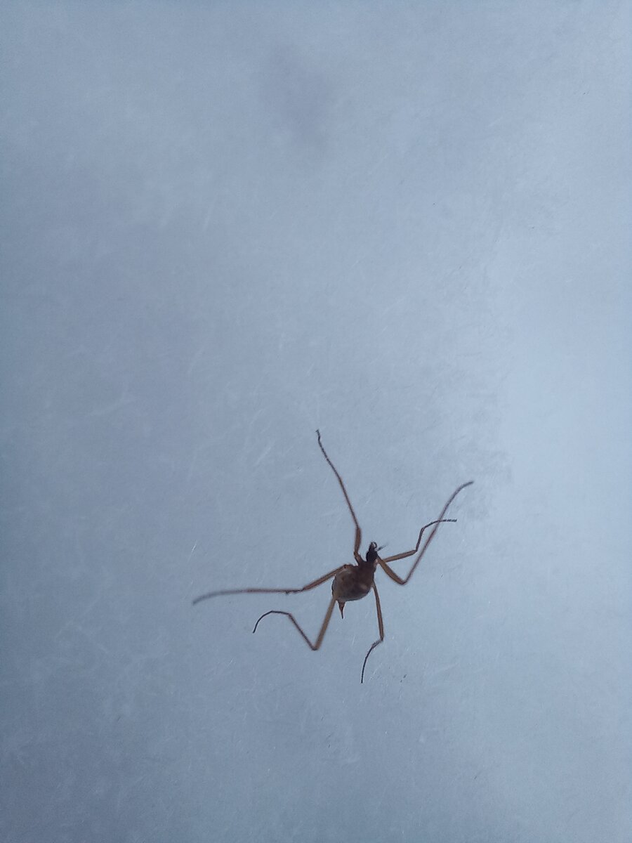 А я видела! Я сначала не поверила думала просто веточка какая-то, но когда подошла ближе то разглядела)