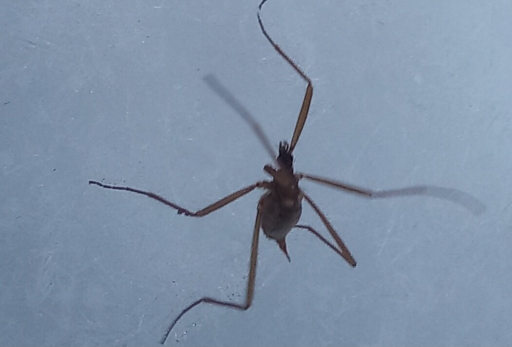 Эти насекомые, что интересно, активны преимущественно в зимний период. Даже в морозы они ползают по снегу, самцы ищут самок для размножения, размножаются.