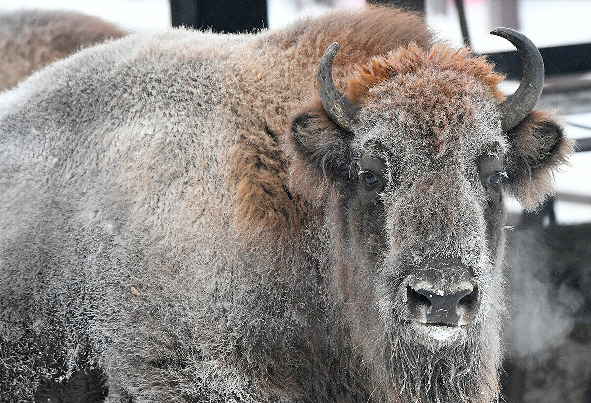 Зернодробилка зубр-1. Зернодробилка зубр экстра. Трубный разводной ключ зубр стиллсон. Правило двухват 2. Зернодробилка зубр 2 с корморезкой.