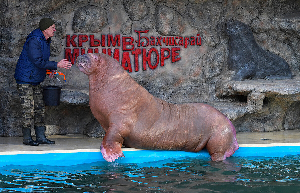 Сообщение о морже. Морж в арктике арктика. Морж вес. Антарктида морж. Информация о морже.