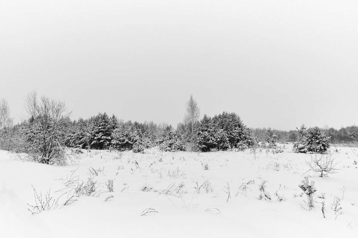 02.01.2024 г. "Березовый куст", Canon EOS 1Ds Mark III, Carl Zeiss Distagon 2.8/21 ZE T*