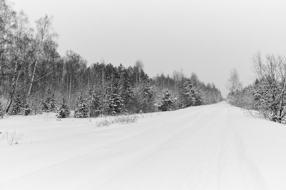 02.01.2024 г. "Березовый куст", Canon EOS 1Ds Mark III, Carl Zeiss Distagon 2.8/21 ZE T*
