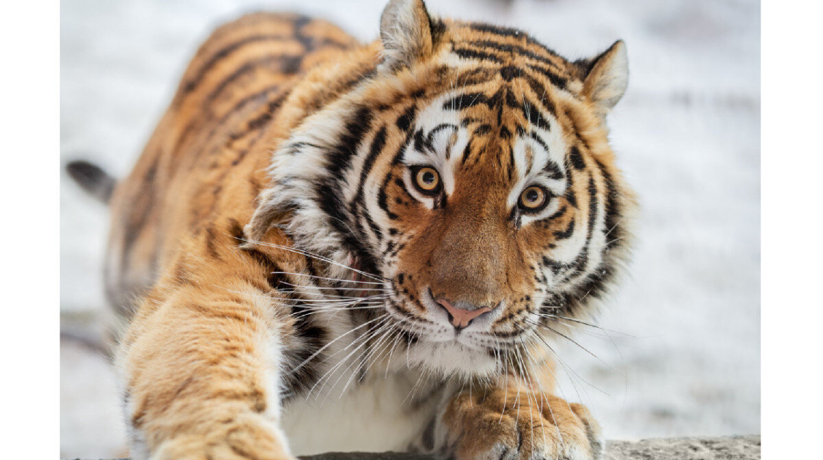 уссурийский тигр и амурский тигр. животные дальнего востока занесенные в красную. амурский тигр panthera tigris altaica. дальневосточный леопард (амурский барс). животные красной книги леопард.