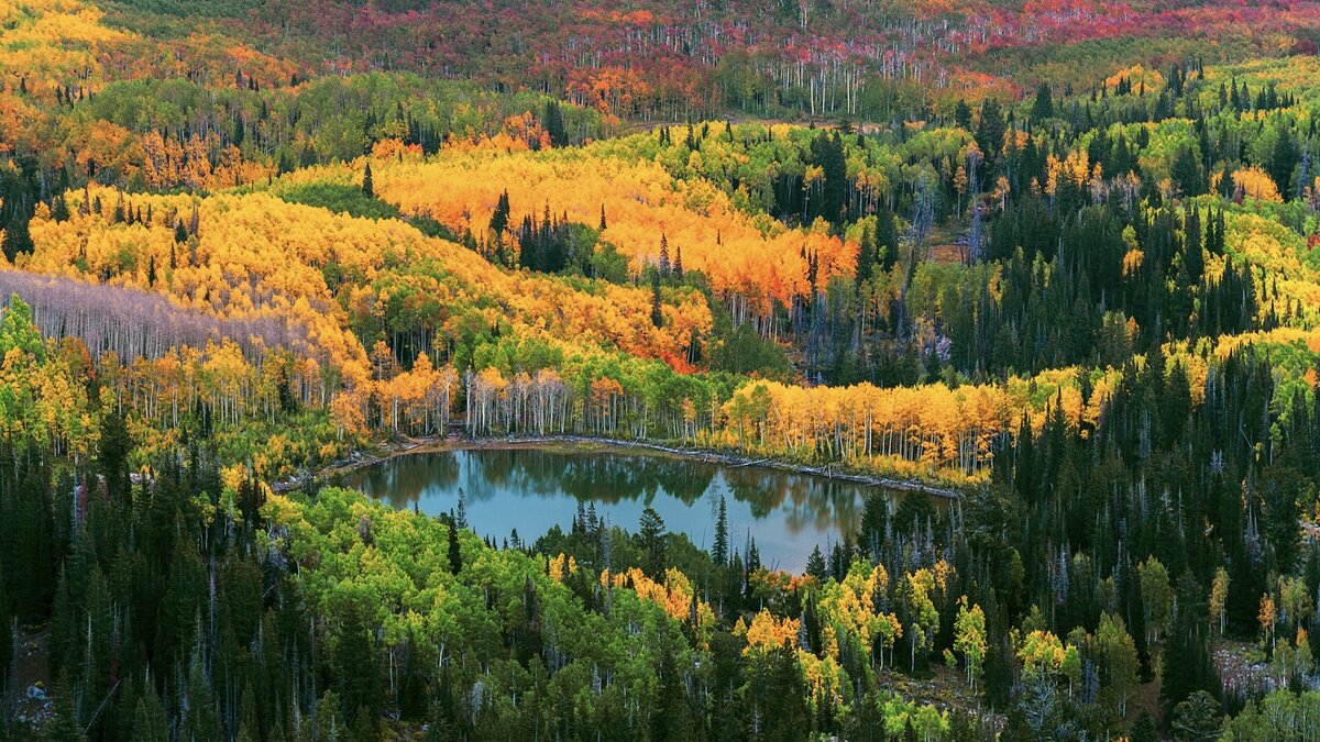 Зона хвойно-широколиственных лесов презентация. Деятельность человека в зоне лесов. Человек смешанные леса. Влияние человека на смешанные леса. Деятельность человека в смешанных и широколиственных лесах.