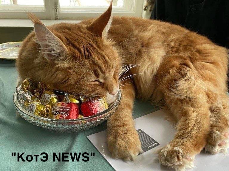 Кот Владыко