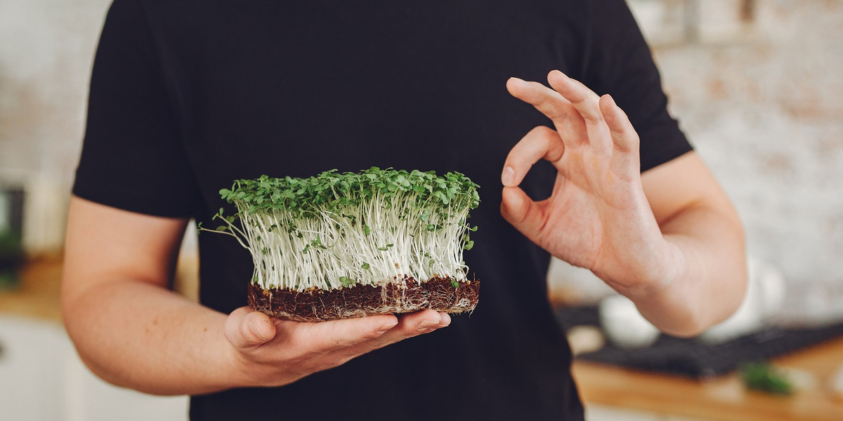 Исследовательская работа выращивание микрозелени. Проект микрозелень исследовательский. Руккола микрозелень семена. Исследовательская работа выращивание микрозелени. Исследовательская работа выращивание микрозелени.