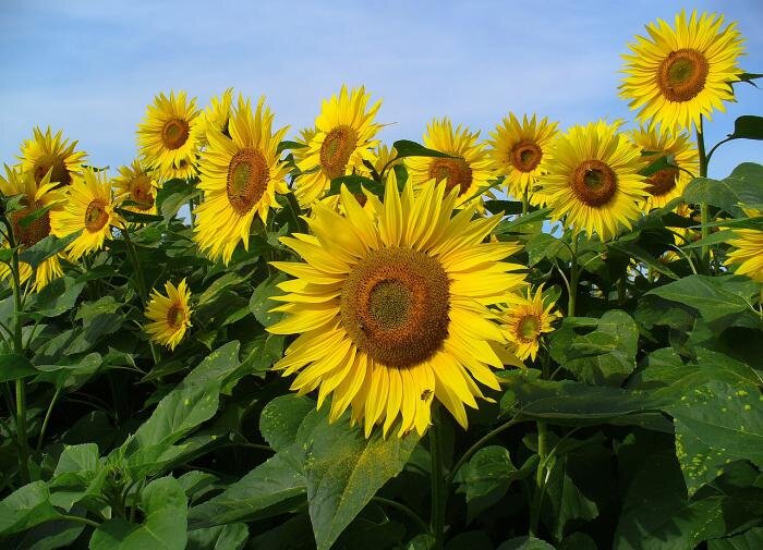 падишах и садовник иллюстрация. дочь падишаха и богатырь. мудрец сказка. падишах и садовник сказка. падишах сказка.