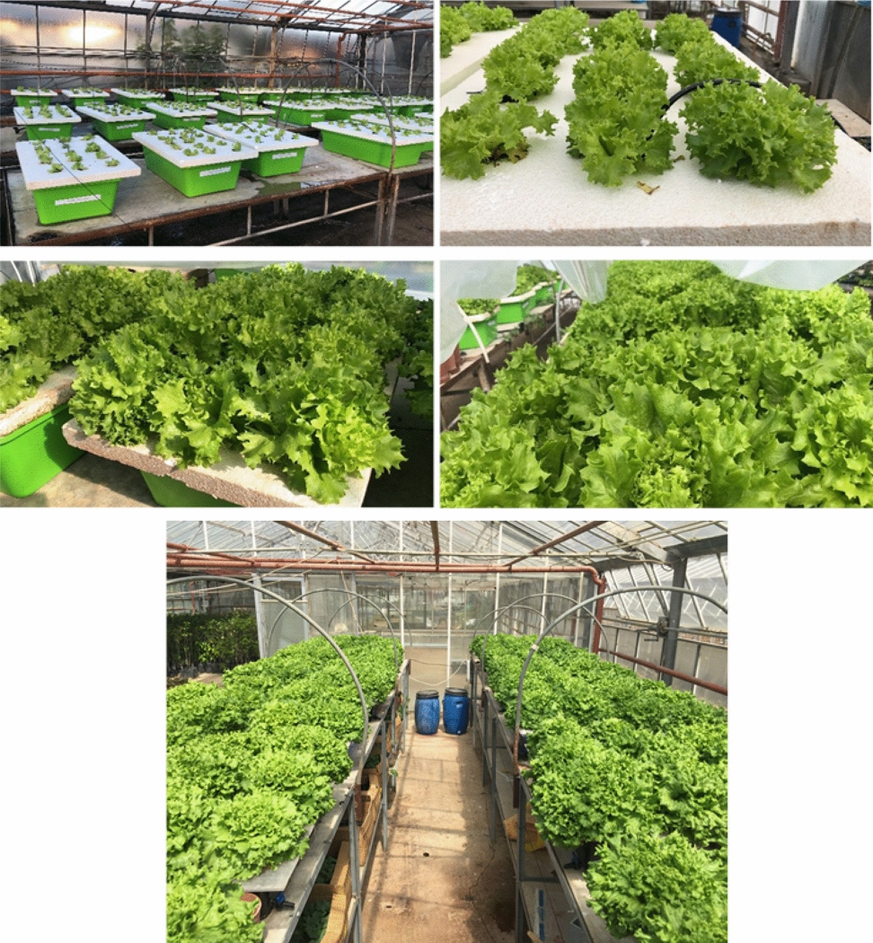 Вот этот салат выращивали в эксперименте https://www.nature.com/articles/s41598-024-51818-w/figures/1