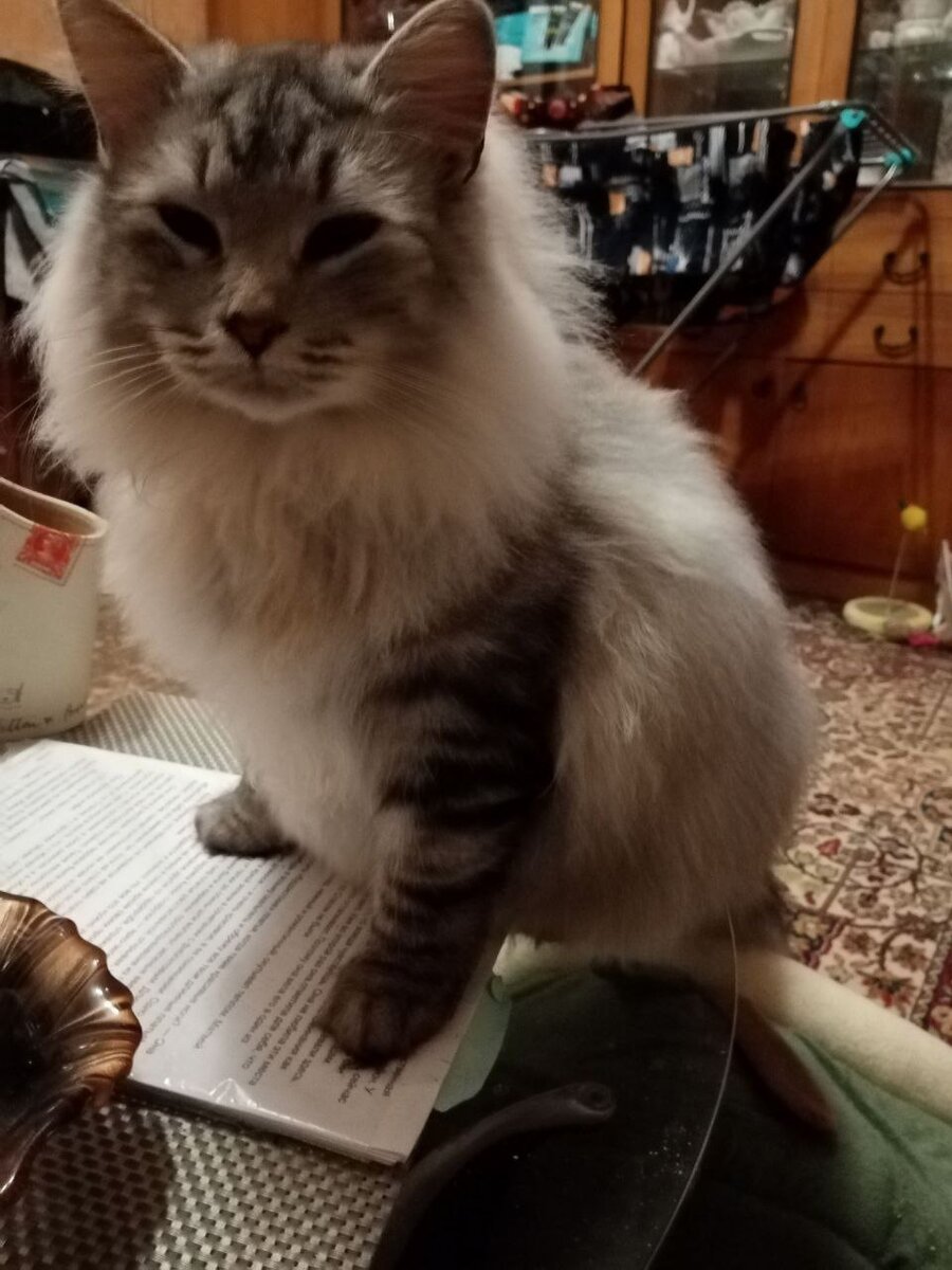 Следуй животное. Животные. Плохое обращение с собакой. Медведь памир красноярск. Следуй животное.