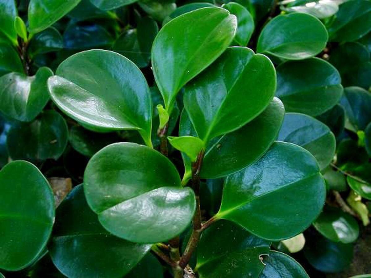 травы вызывающие аллергию. полезные и вредные растения. комнатные растения для аллергических людей. может быть аллергия на домашние цветы. комнатные растения аллергены.