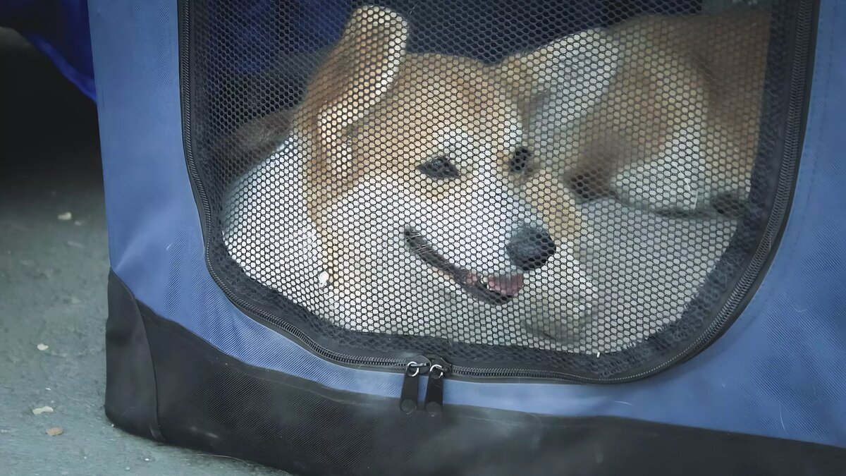 Сильно подорожали корма, одежда, переноски для животных и другие зоотовары. Фото: 1MI