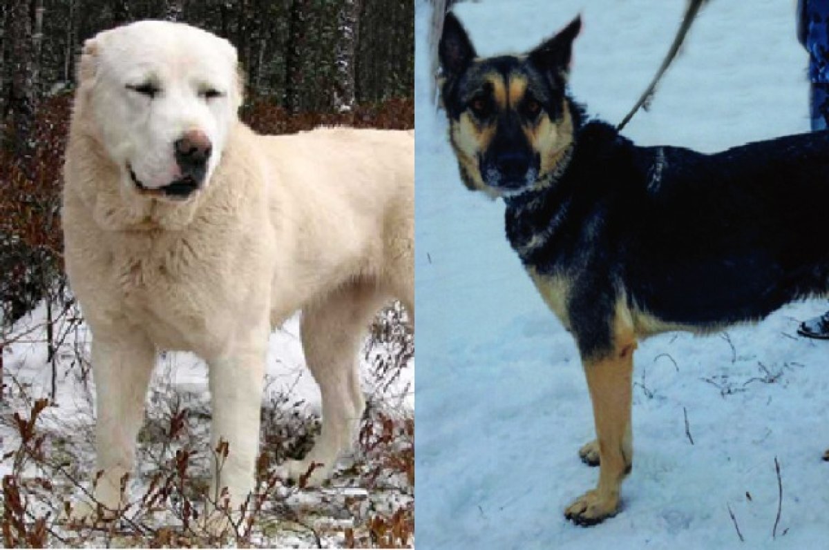    Служебные собаки-пенсионеры ГУФСИН Нижегородской области ищут новый дом