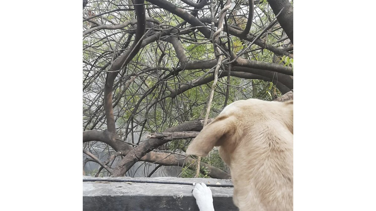 Лающая собака. Почему собака постоянно лает. Лай соседской собаки. О чем говорят собаки. Злая собака.